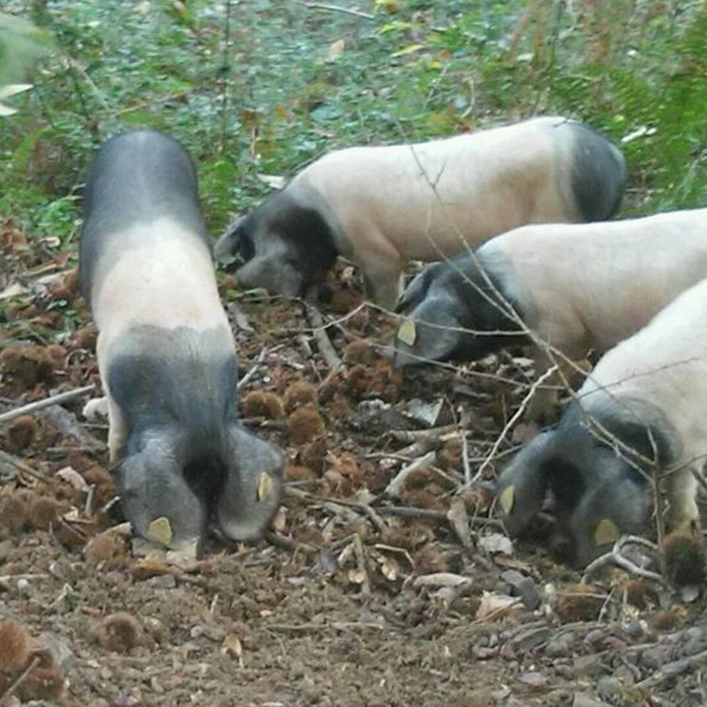 Baskische Bio-Schweinefleischwurst von Ferme BIOTZEKO - La Bastide-Clairence / Basse Navarre - Die Niederlande - FRESKOA STORE